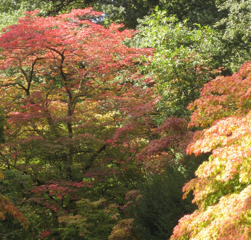 Trees with coloured leaves
