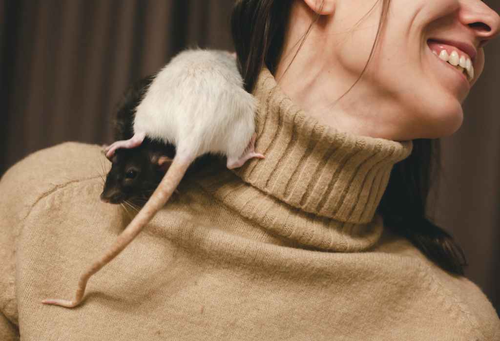 Pet rats climbing over woman's rollneck jumper with her smiling